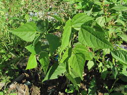 Image of kidney bean