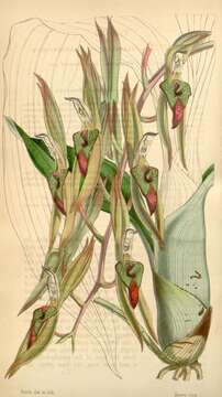 Image of Catasetum callosum Lindl.