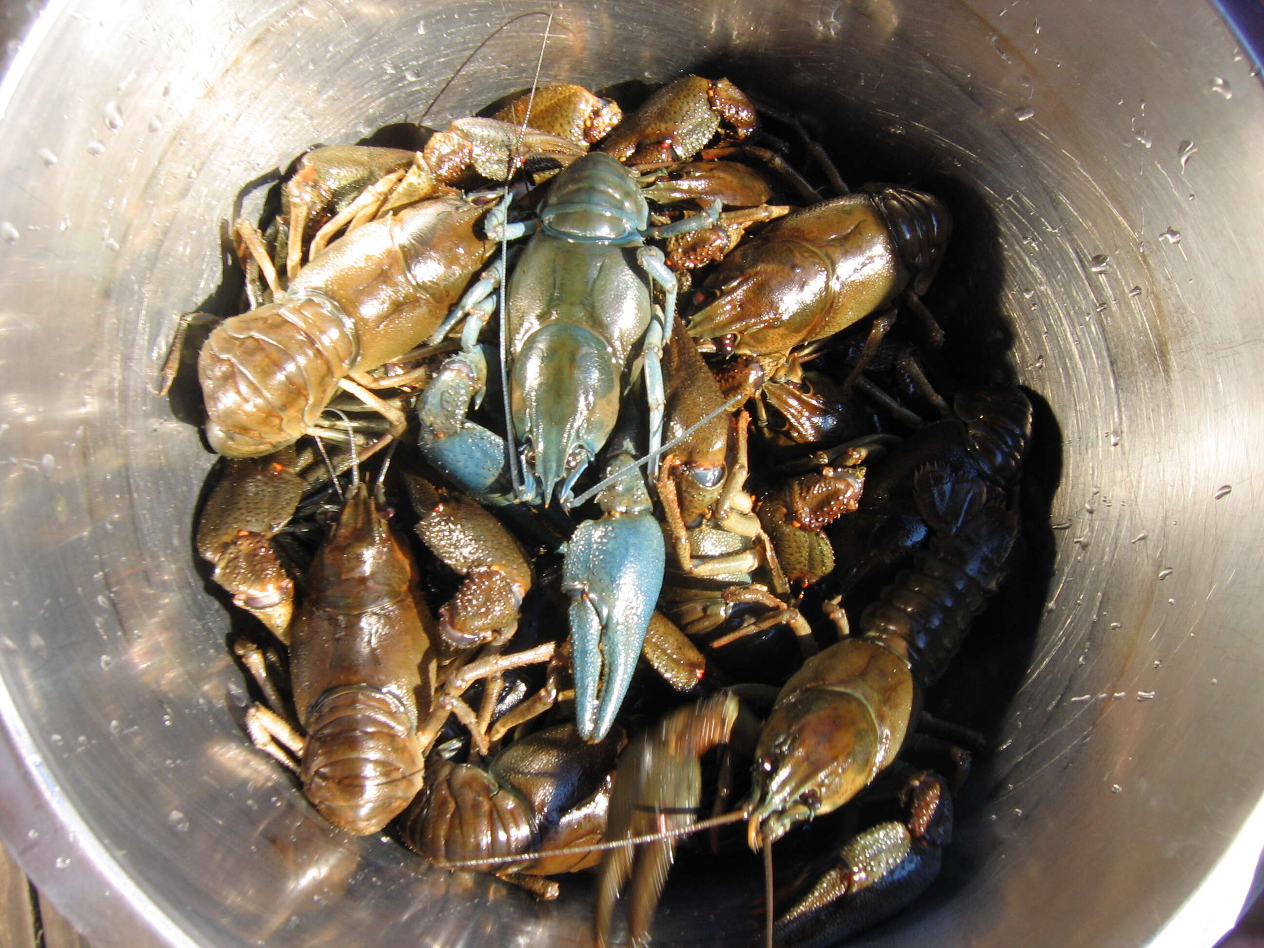 Image of Broad-clawed Crayfish