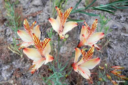 Image of purple-spot parrot-lily