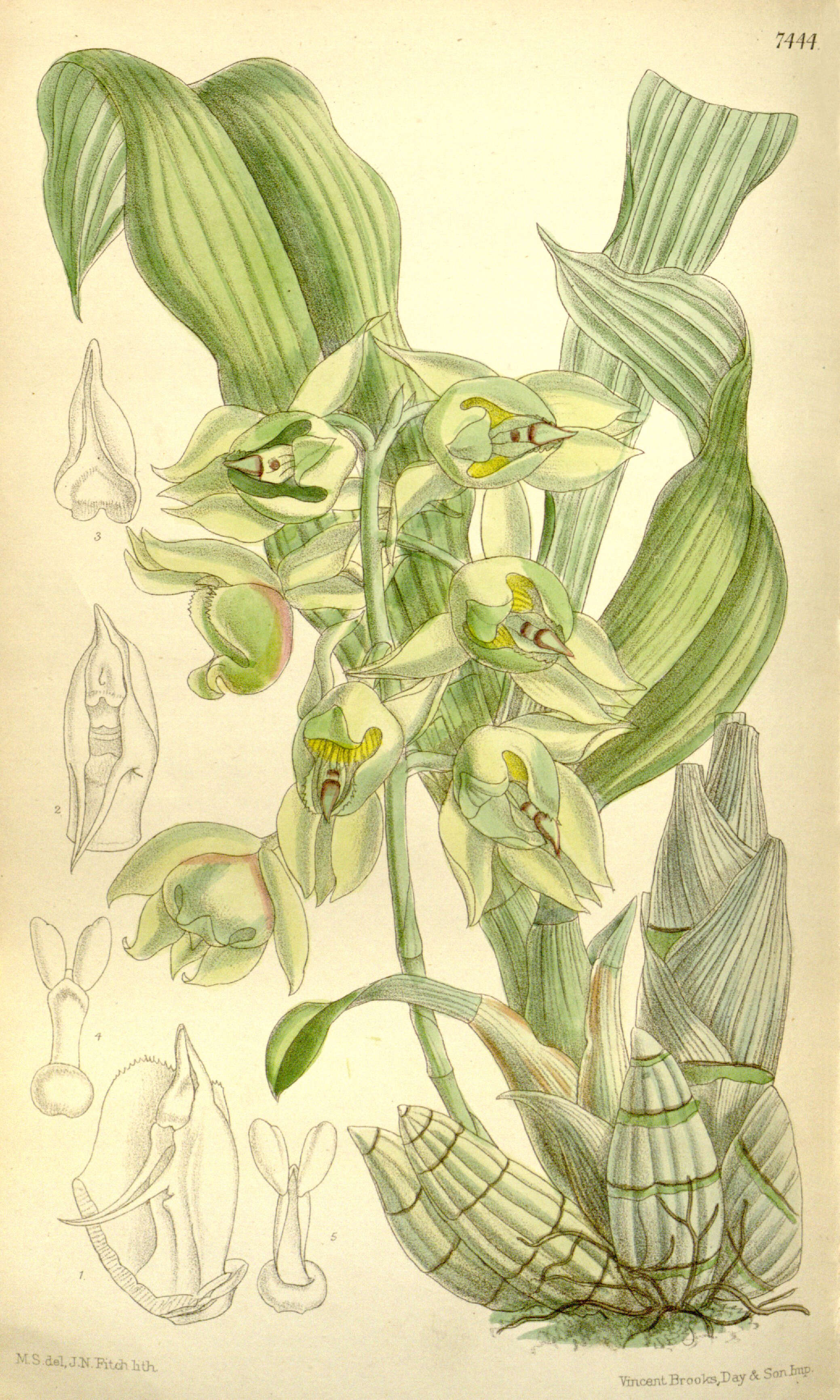 Image of catasetum