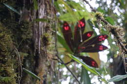 Image of Columnea dimidiata (Benth.) Kuntze