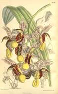 Image of catasetum