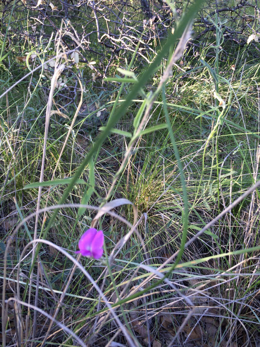 Image of longleaf cologania