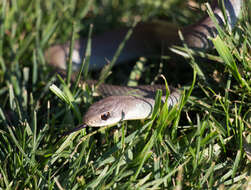 Image of Western yellow-bellied Racer