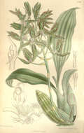 Image of catasetum