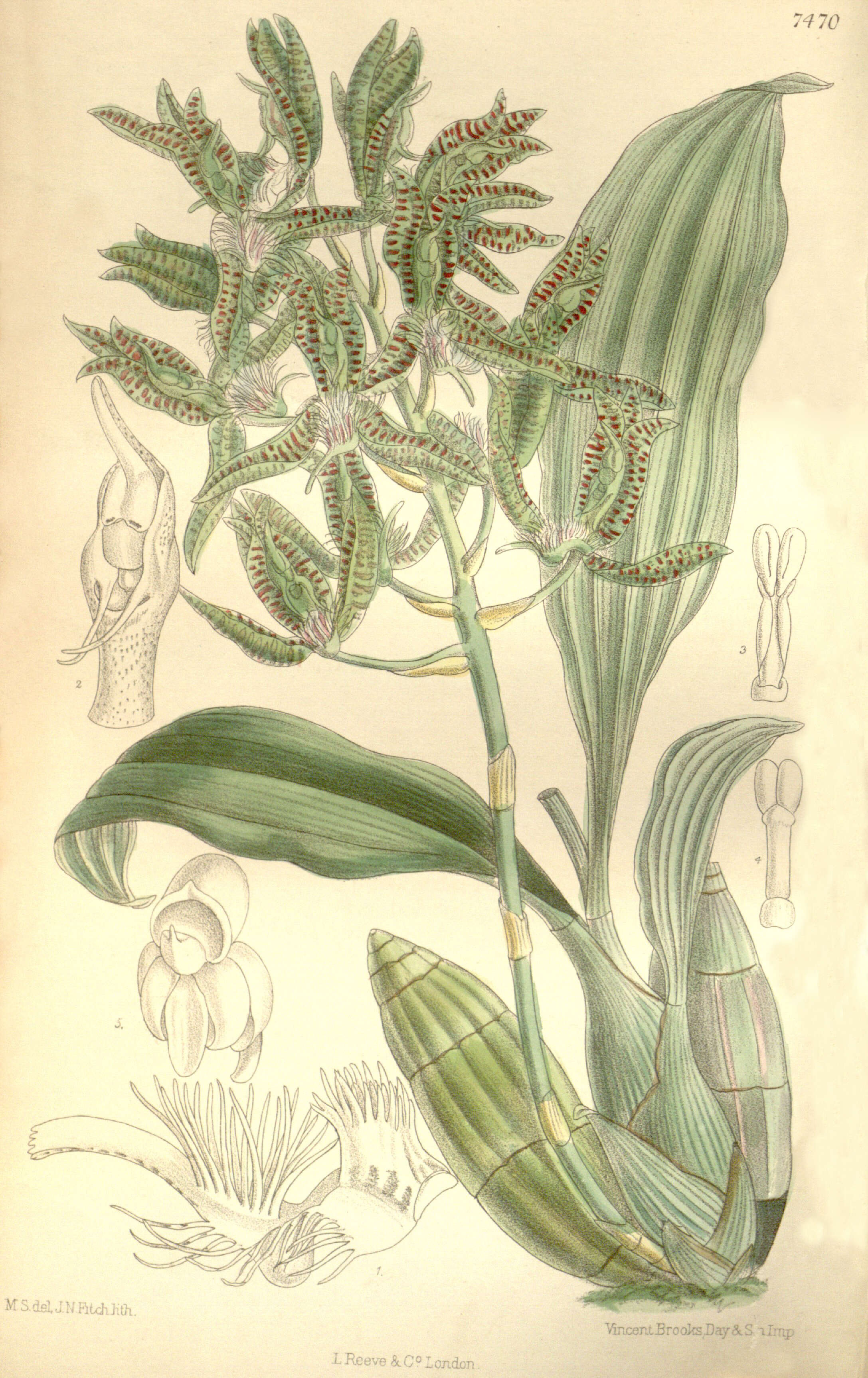 Image of catasetum