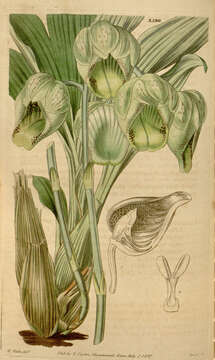 Image of Catasetum luridum (Link) Lindl.