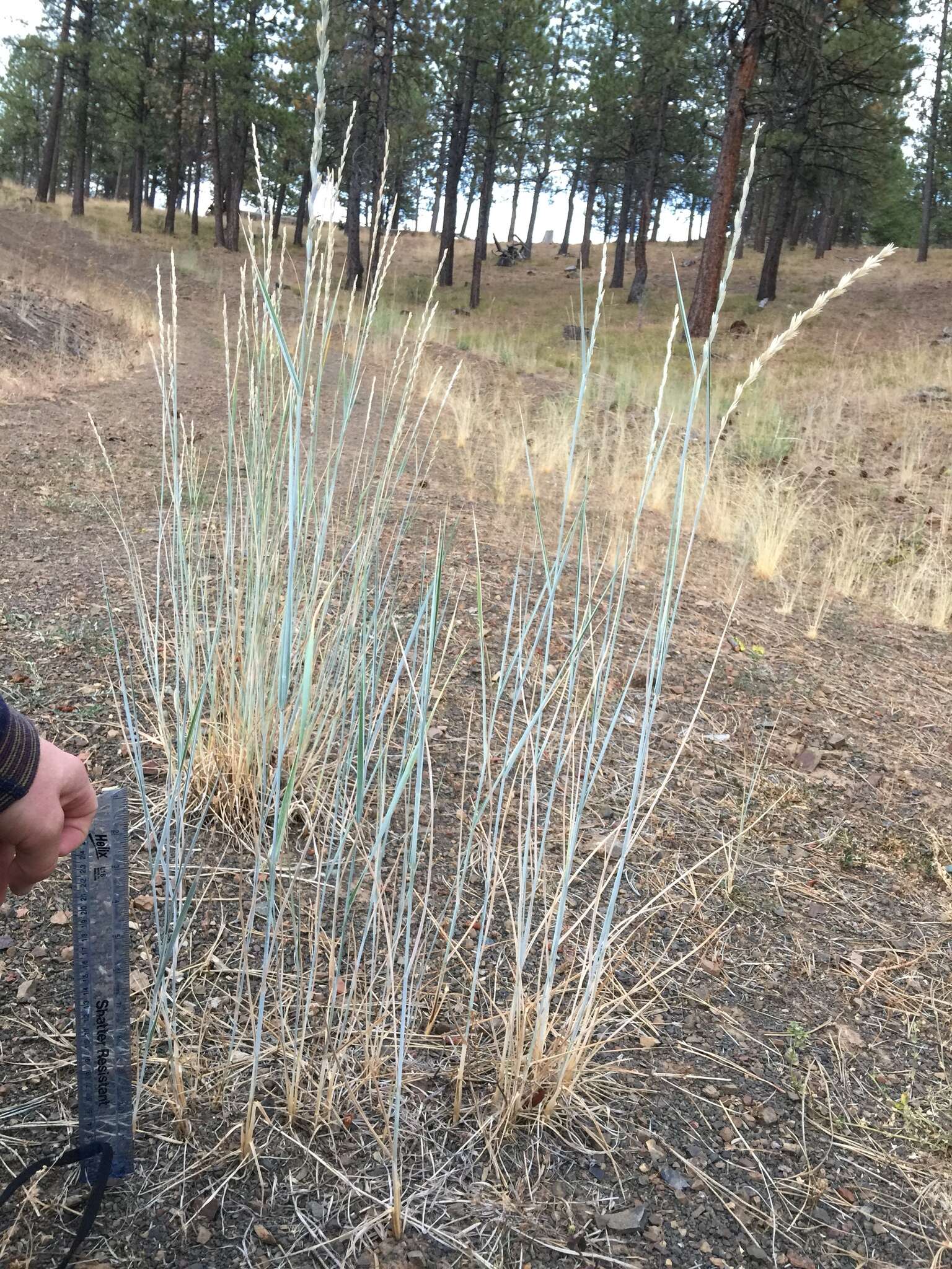 Image of intermediate wheatgrass