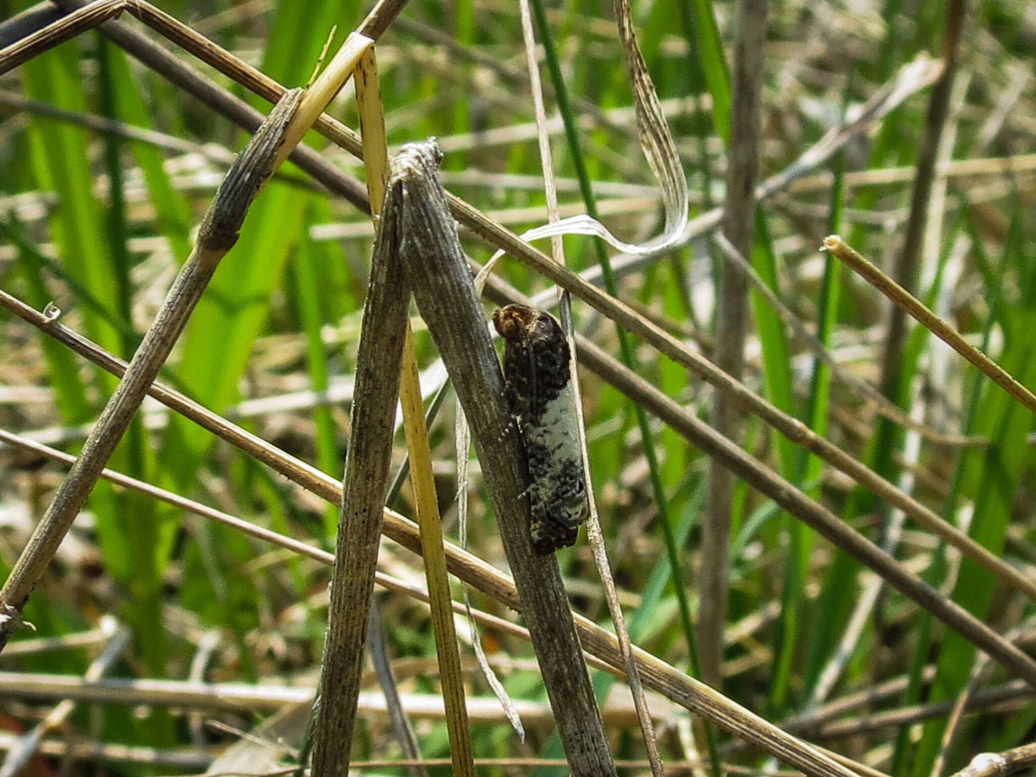 Image of Goldenrod Gall Moth