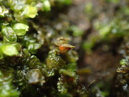 صورة Periantria frullaniae (Racov.) Döbbeler & P. G. Davison