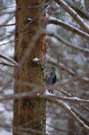 Image of Eurasian Three-toed Woodpecker