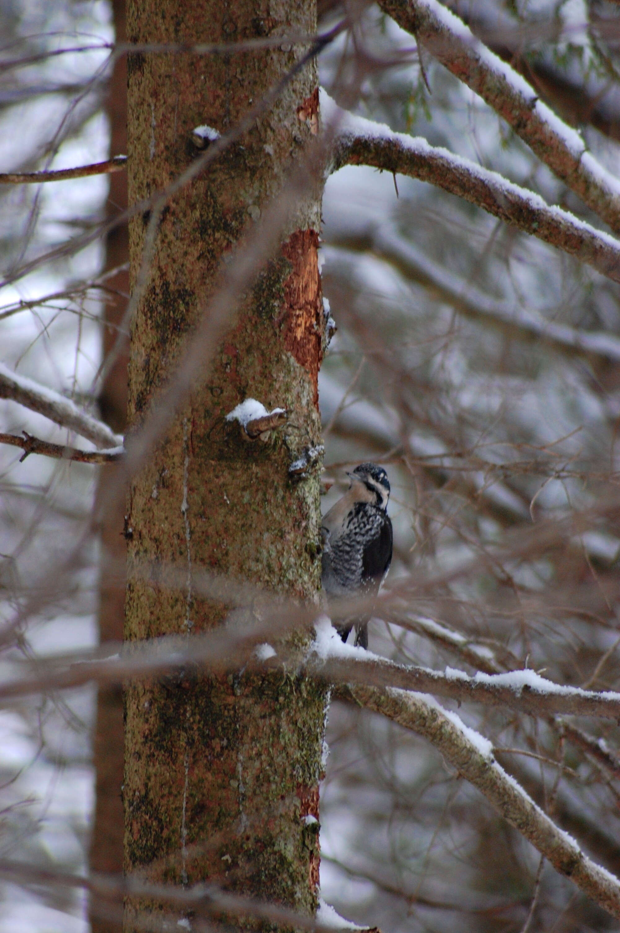 Image of Eurasian Three-toed Woodpecker