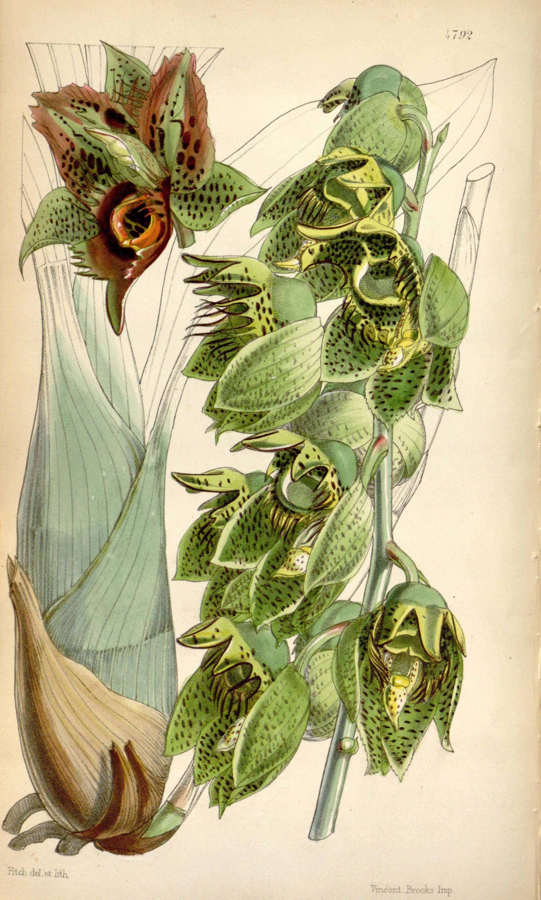 Image of catasetum