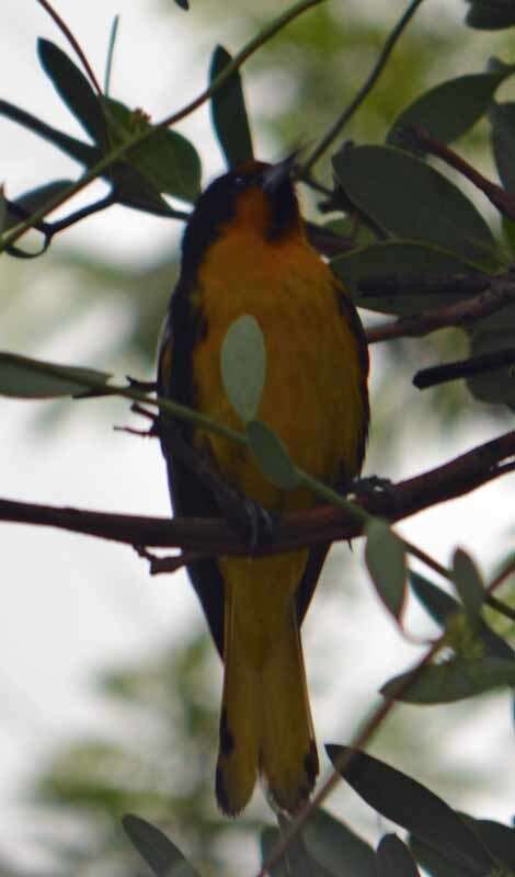 Image of Black-backed Oriole