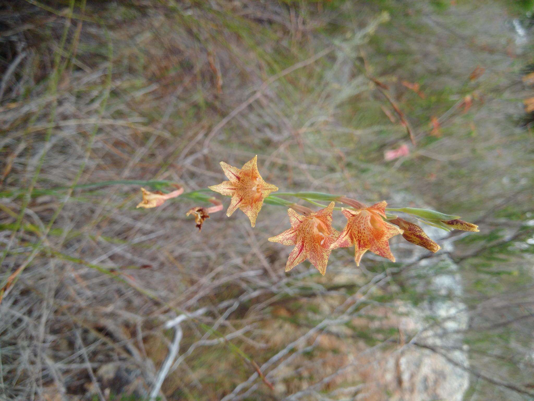 Слика од Gladiolus emiliae L. Bolus