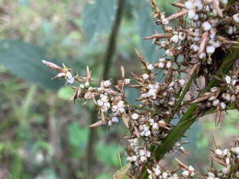 Imagem de Carex cruciata Wahlenb.