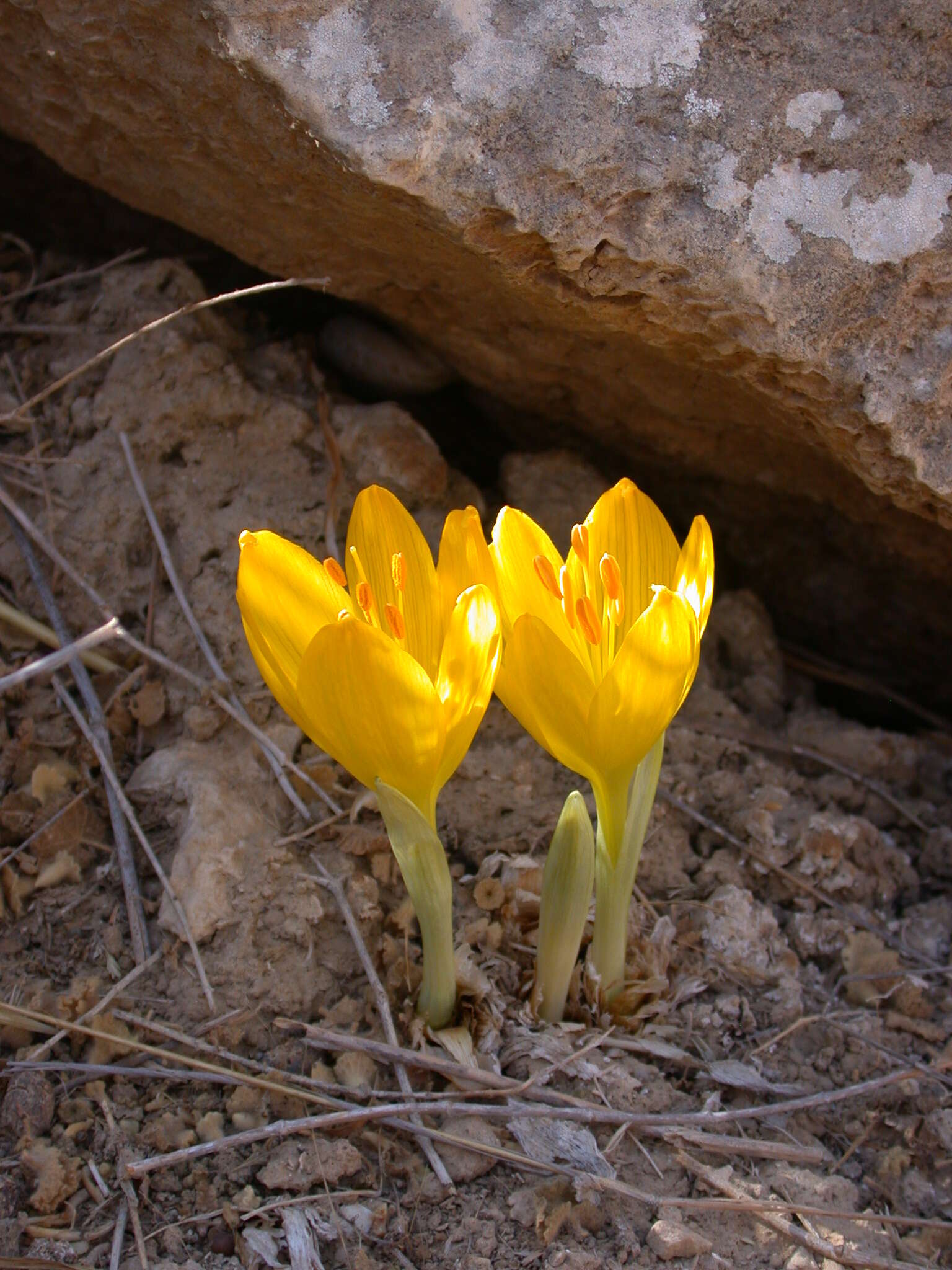 Image of Sternbergia clusiana (Ker Gawl.) Ker Gawl. ex Spreng.