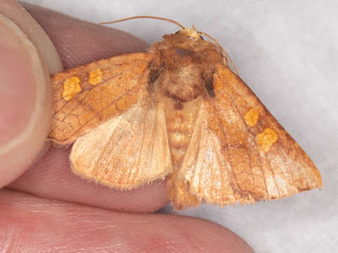 Image of <i>Amphipoea pacifica</i>