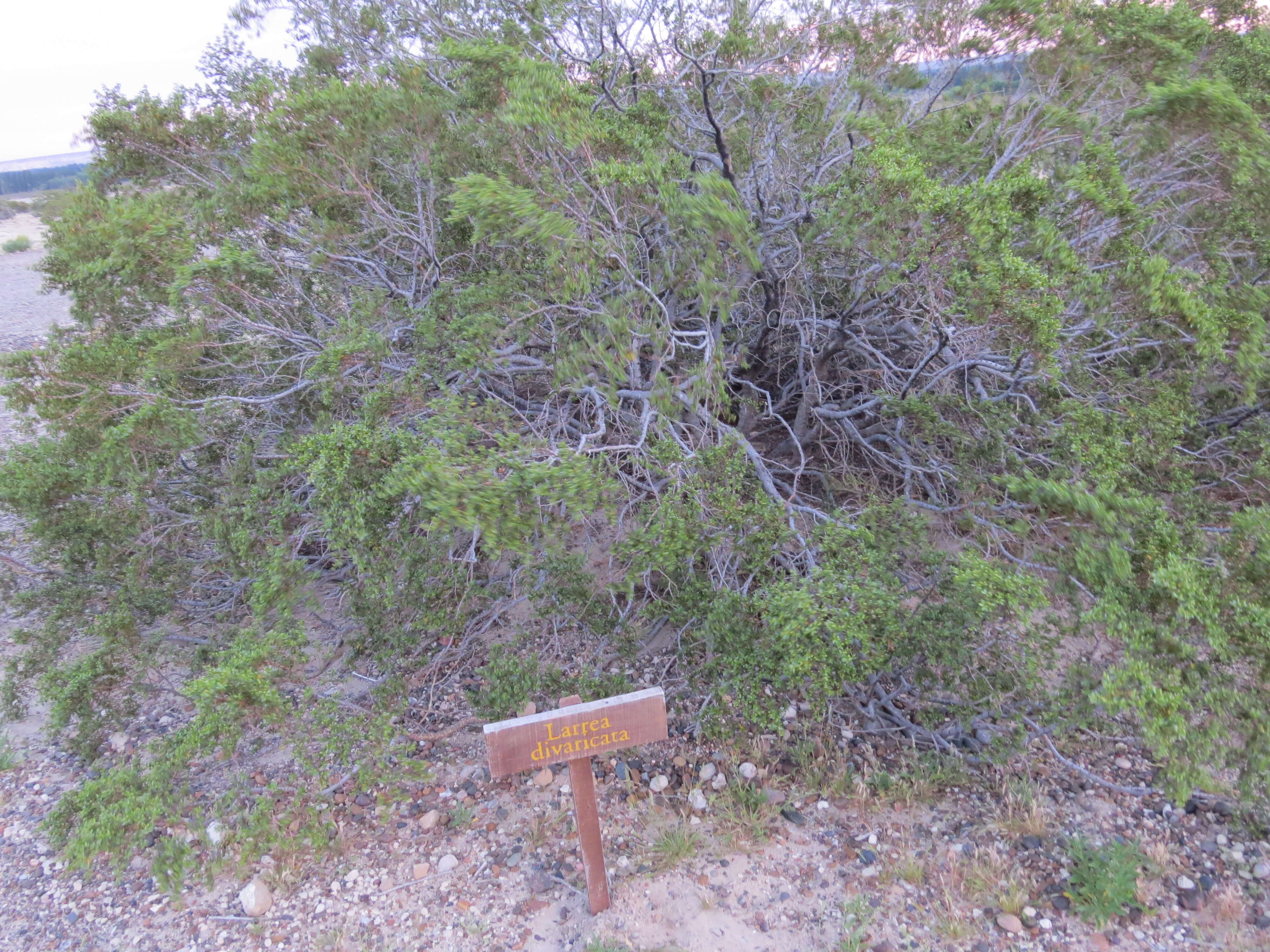 Image de Larrea divaricata Cav.