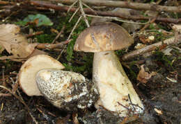 Image of Leccinum scabrum (Bull.) Gray 1821