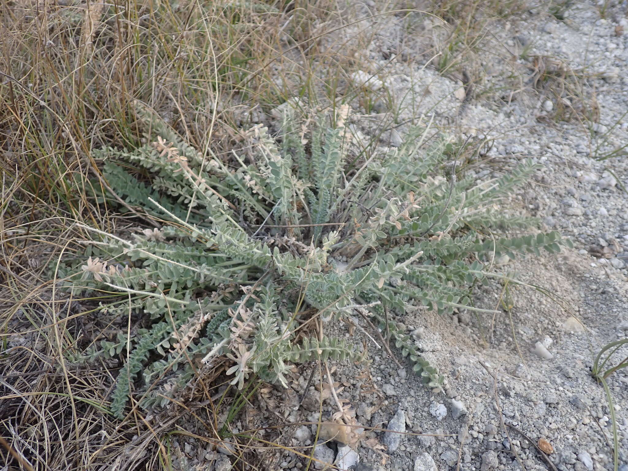 Plancia ëd Oxytropis microphylla (Pall.) DC.