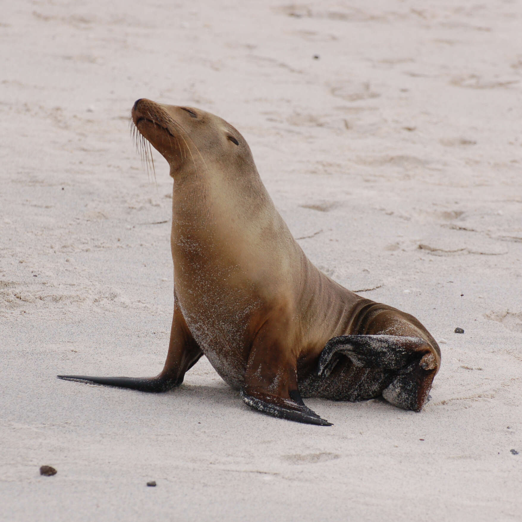 Image of eared seals