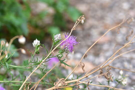 Plancia ëd Centaurea alba subsp. deusta (Ten.) Nym.