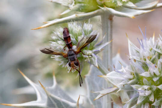 Cylindromyia rubida (Loew 1854)的圖片