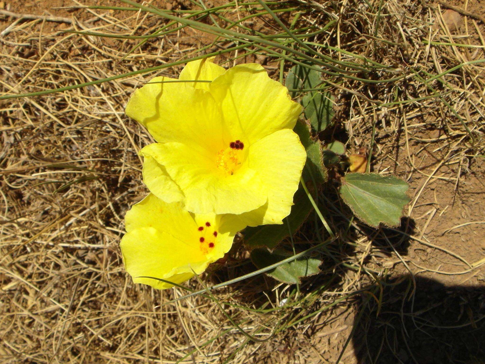 Plancia ëd Hibiscus aethiopicus var. aethiopicus