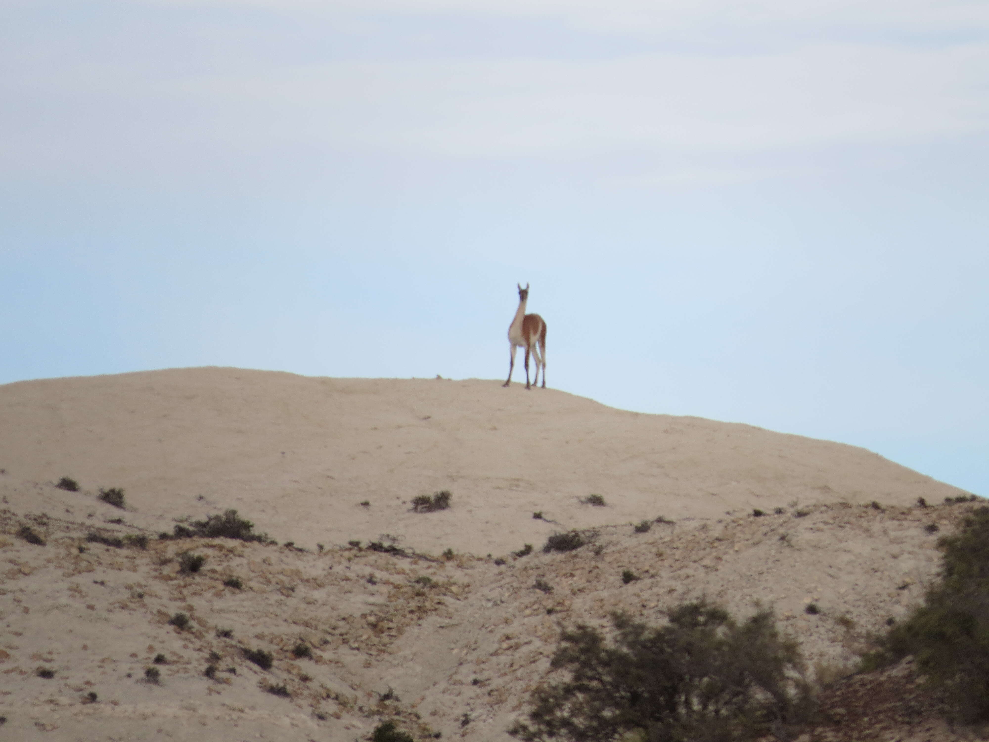 Image of Guanaco