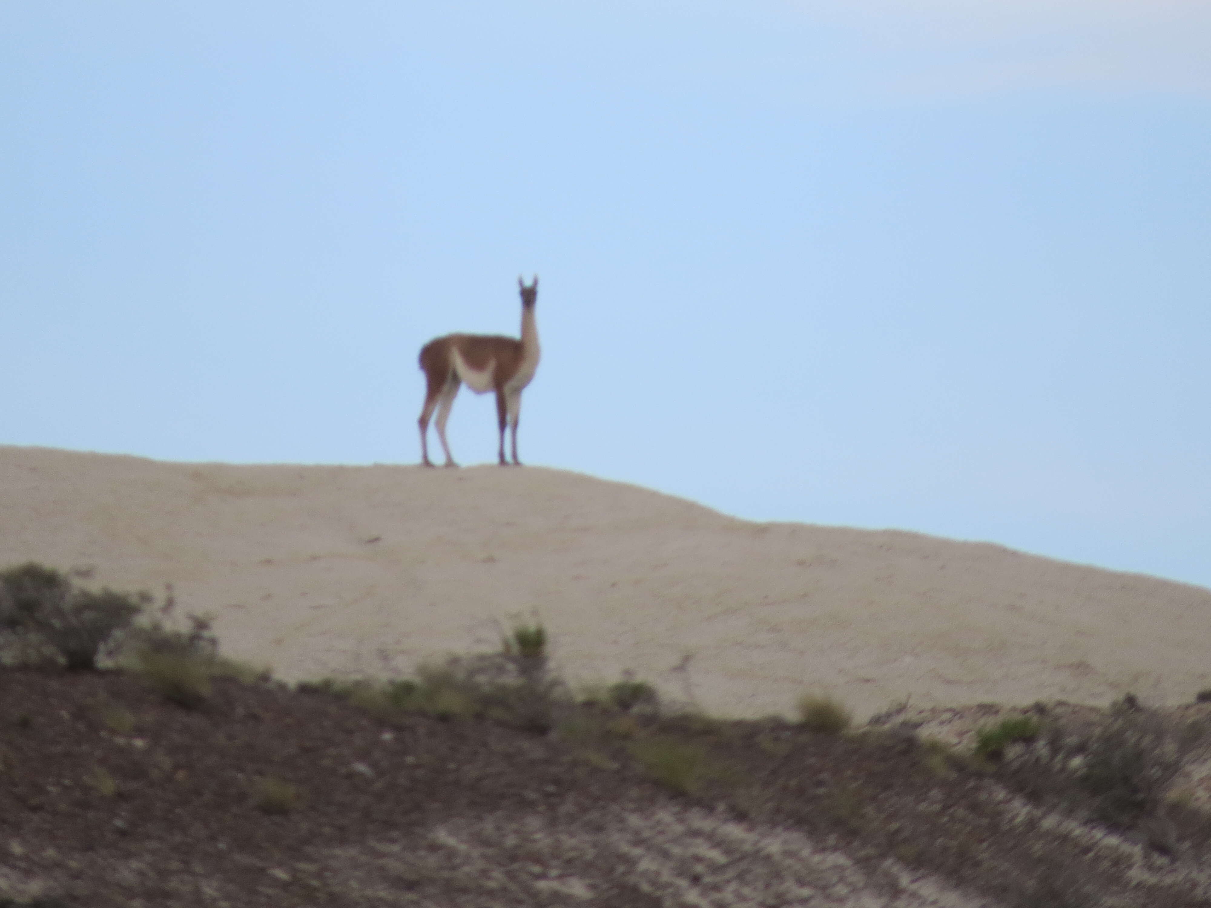 Image of Guanaco