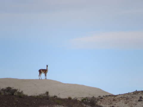 Image of Guanaco