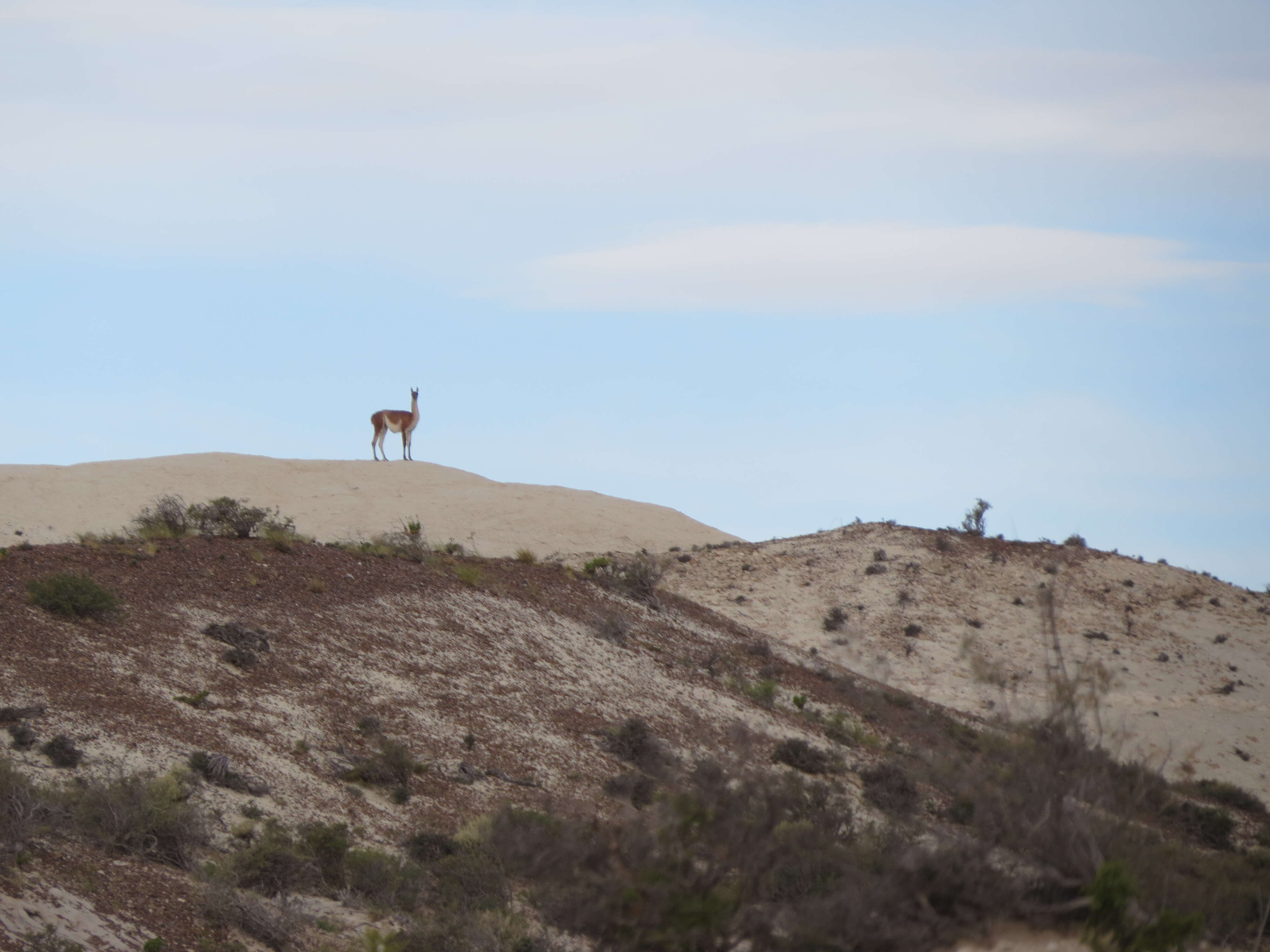 Image of Guanaco