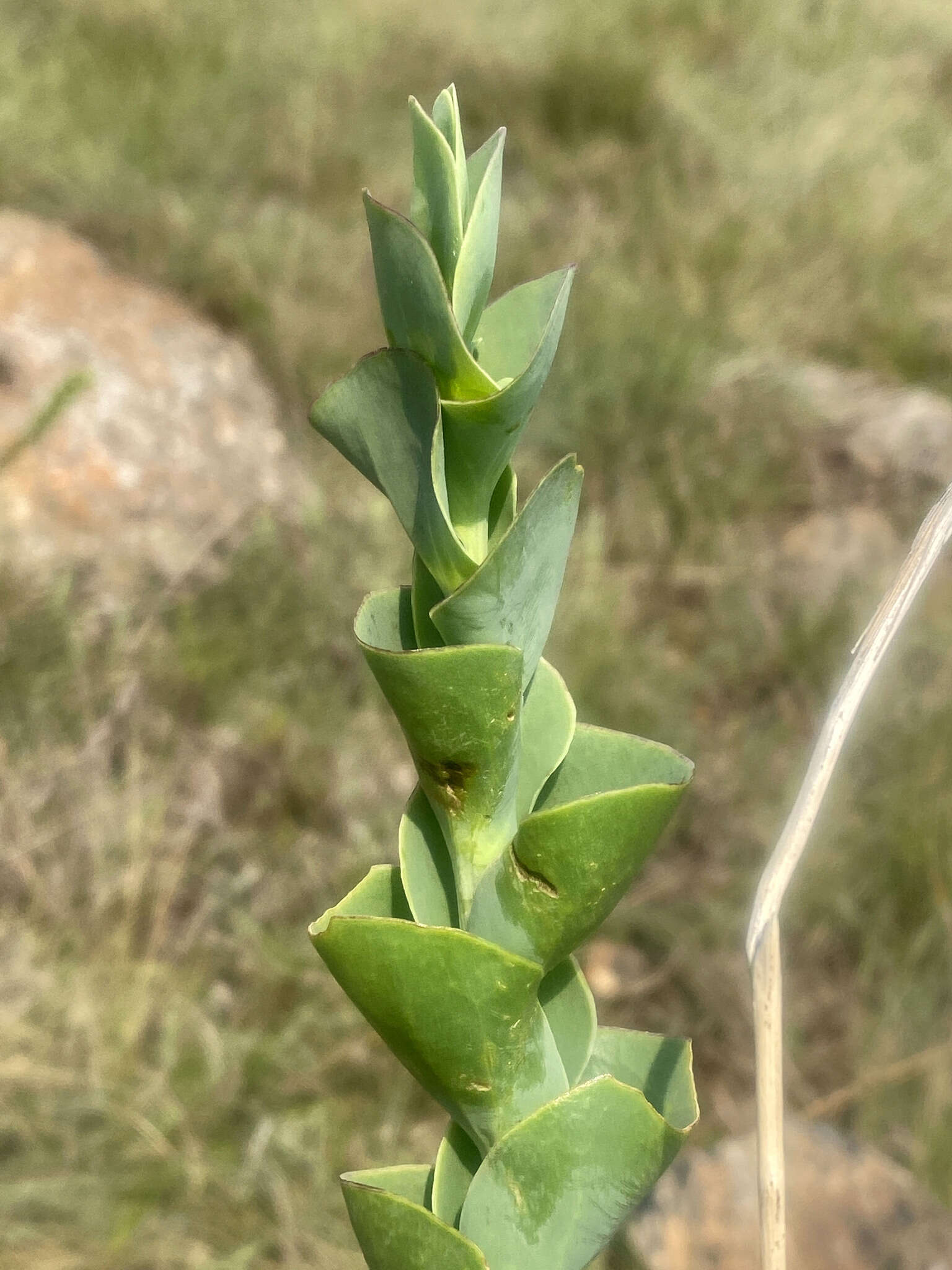 Image of Lopholaena segmentata (Oliv.) S. Moore