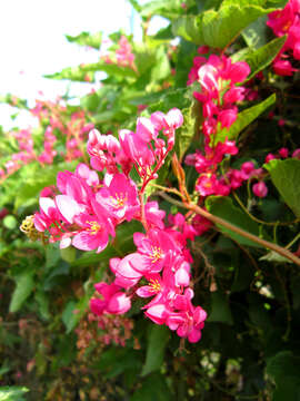 Image of antigonon