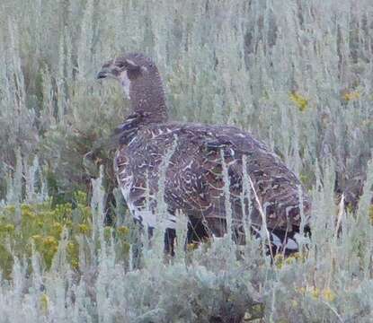 Image of Gunnison sage-grouse; greater sage-grouse