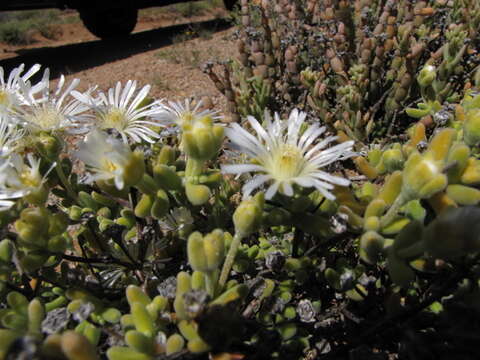 Image of Drosanthemum albens L. Bol.