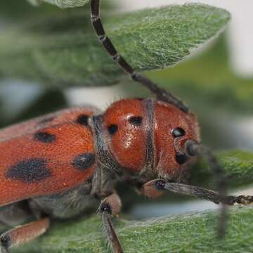 Sivun Tetraopes mandibularis Chemsak 1963 kuva