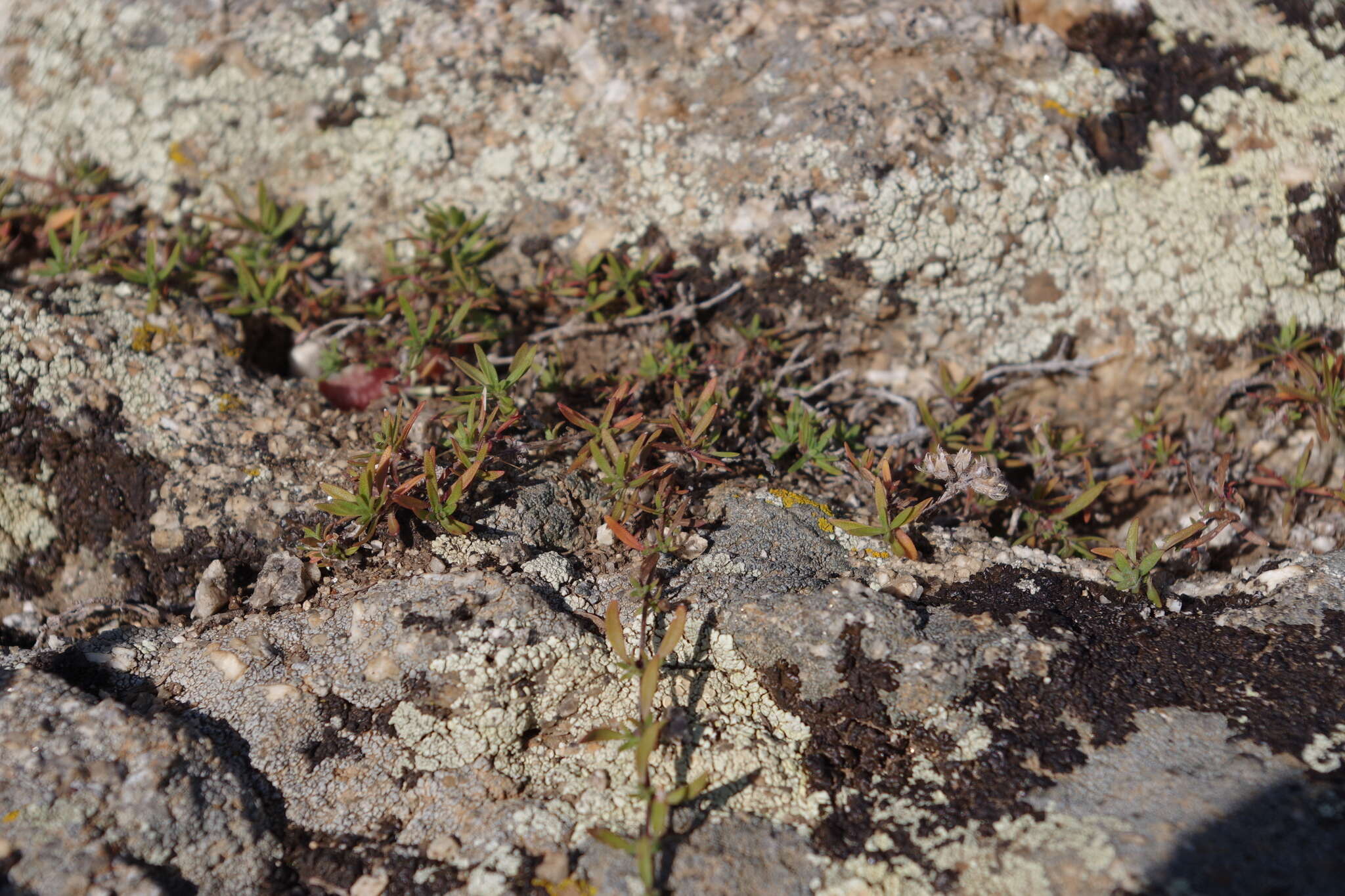Image of Thymus baicalensis Serg.