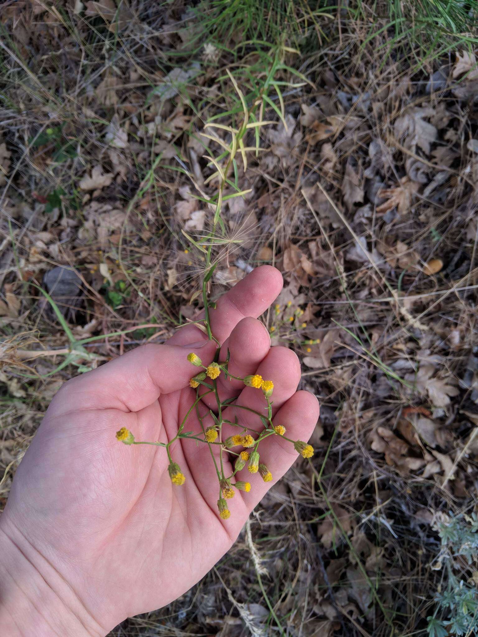 Image of California rayless fleabane