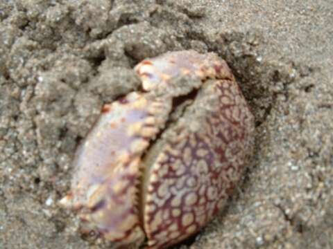 Image of flame box crab