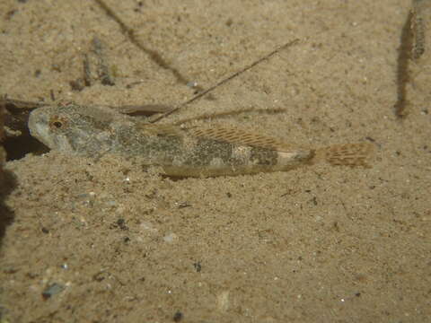 Image of Hérault sculpin