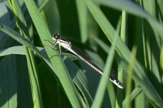 Plancia ëd Coenagrion lunulatum (Charpentier 1840)