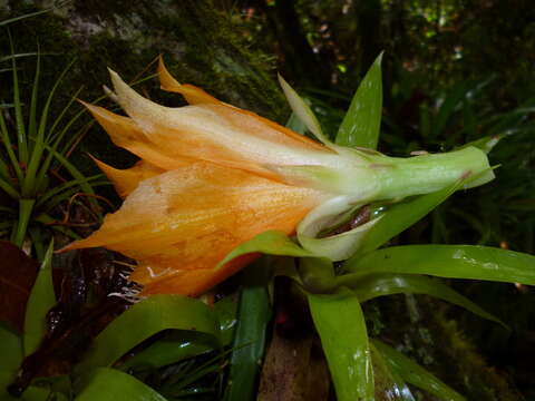 Disocactus speciosus (Cav.) Barthlott resmi