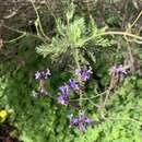 Image of Lavandula canariensis subsp. canariensis