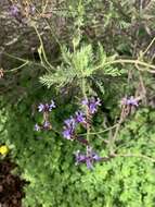 Image of Lavandula canariensis subsp. canariensis