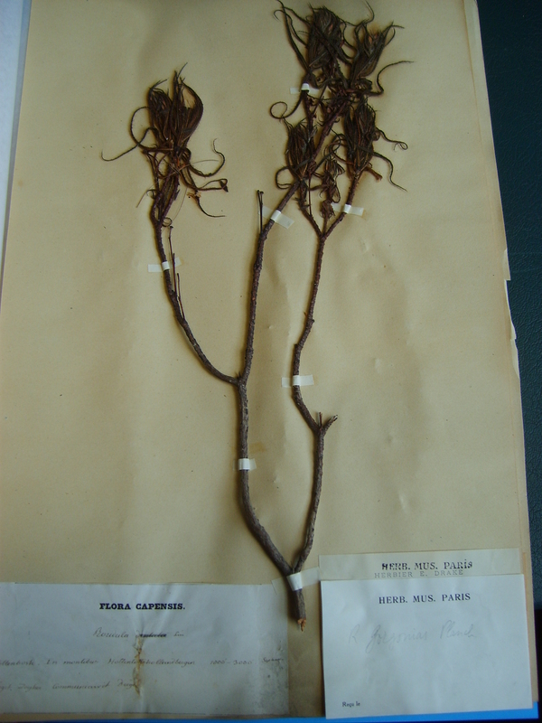 Image of <i>Roridula gorgonias</i> Planch.
