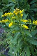 Image of seaside goldenrod