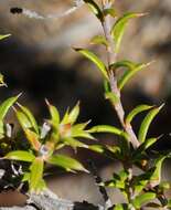 Image of Hibbertia arcuata J. R. Wheeler